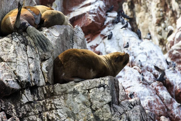 Sea lions fighting for rock — Stock Photo, Image
