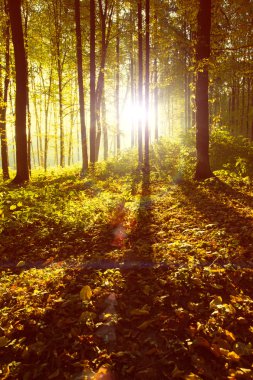 Orman ağaç görünümü