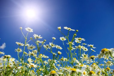 küçük papatya çiçekler 