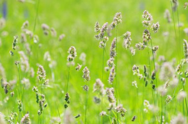  alan yeşil çim manzara 