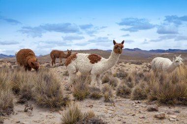 Andes güzel lamas