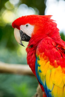 Güzel papağan kuş