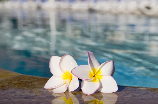 Blumen plumeria auf Pool — Stockfoto