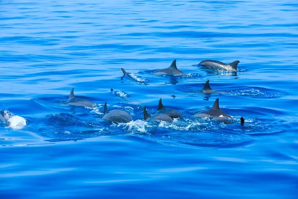 Happy dolphins in water — Stock Photo, Image