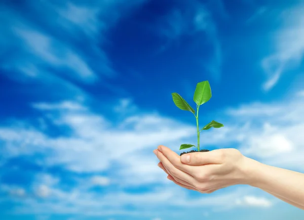 Mãos segurando planta verde — Fotografia de Stock