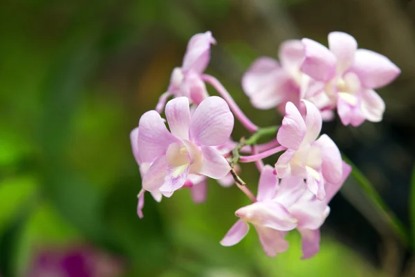 Hermosa orquídea rosa — Foto de Stock