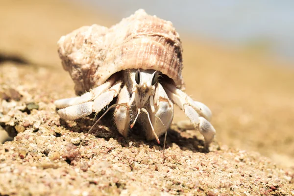 Hermit Crab in seashell — Stock Photo, Image