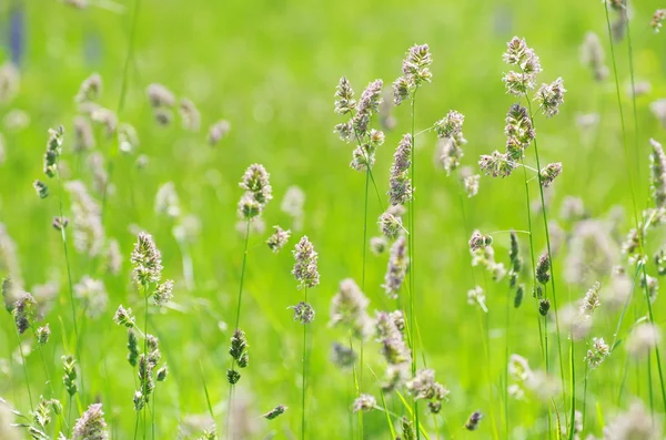 Field green grass landscape — Stock Photo, Image