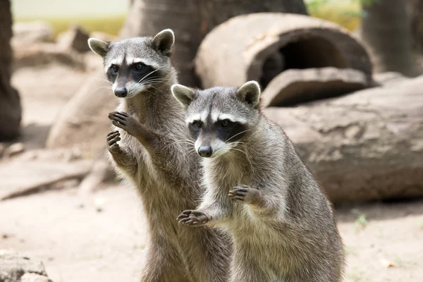 Mapaches sentados y mirando — Foto de Stock