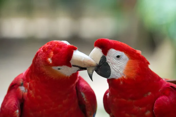 Schattig papegaaien vogels — Stockfoto