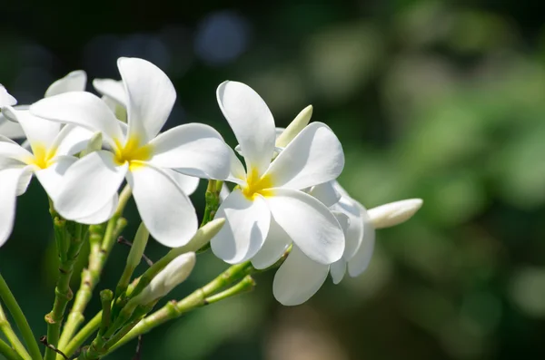 Белые цветы Plumeria — стоковое фото