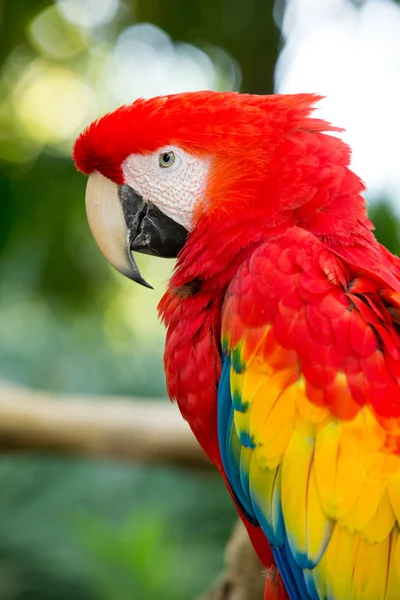 Beautiful parrot bird — Stock Photo, Image