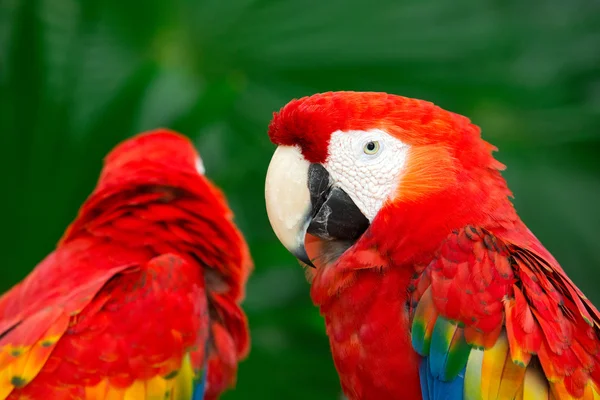 Cute parrots birds — Stock Photo, Image