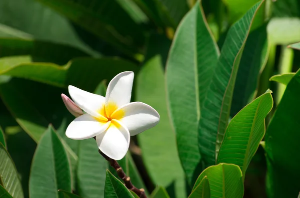 Flores de Plumeria Blanca —  Fotos de Stock