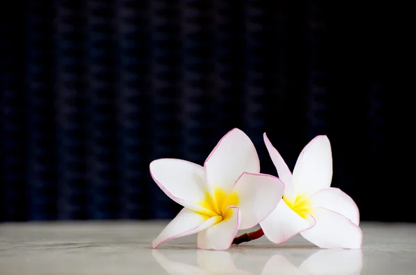 Blossom bloemen frangipani — Stockfoto
