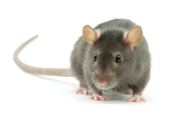 Grappige grijze rat — Stockfoto