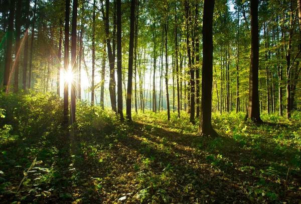 View of forest trees — Stock Photo, Image