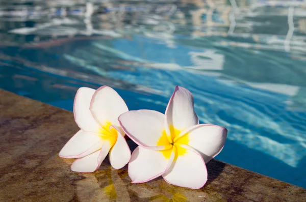 Plumeria flores na piscina — Fotografia de Stock