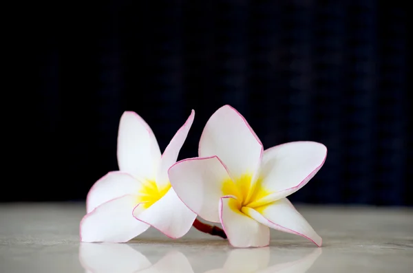 Blossom flowers frangipani — Stock Photo, Image