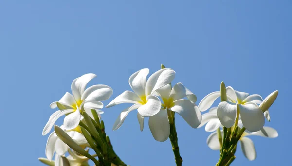 Witte plumeria bloemen — Stockfoto