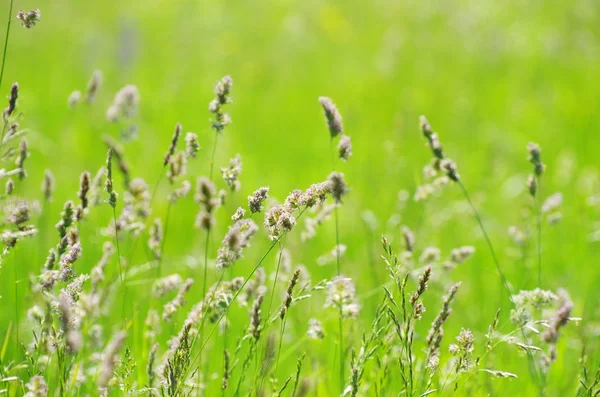 Campo paisagem grama verde — Fotografia de Stock