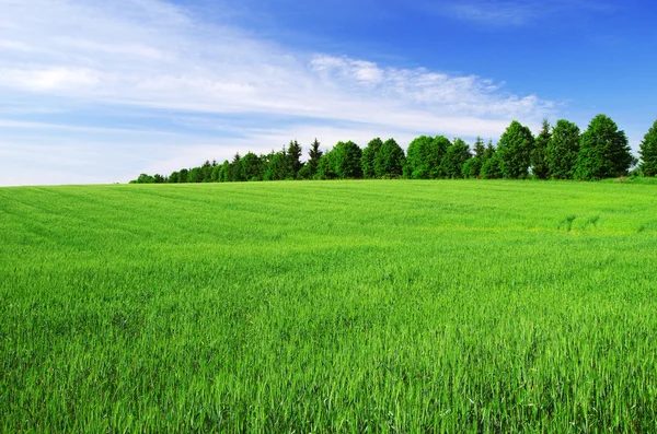 Field and blue sky — Stock Photo, Image