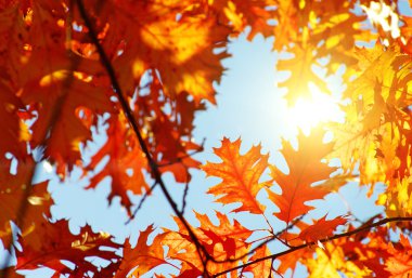 sonbahar portakal yaprakları