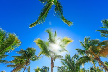 Gökyüzü palmiye ağaçlarının