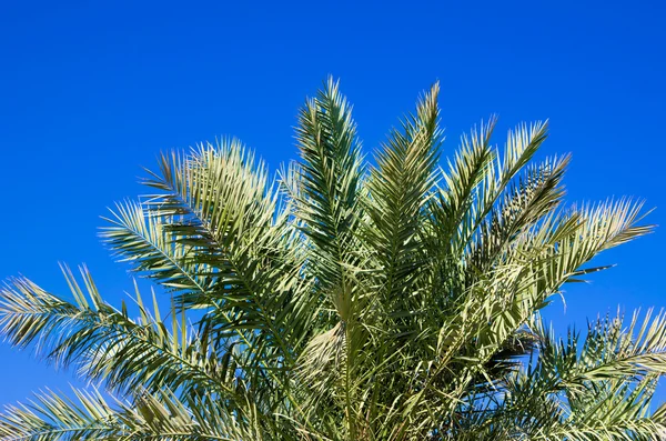 Palmier sur le ciel — Photo