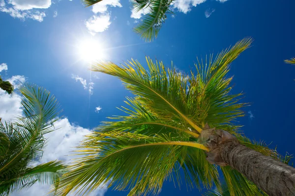 Palm trees on sky — Stock Photo, Image