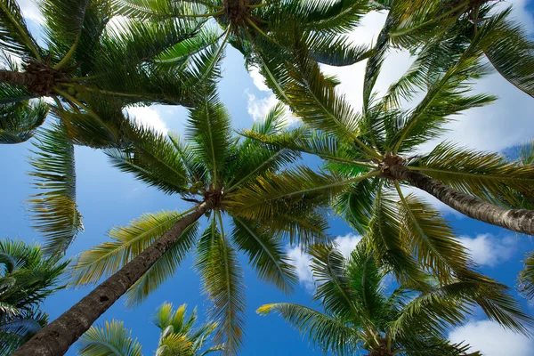 在天空上的棕榈树 — 图库照片