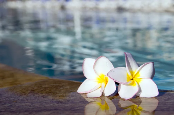 Bloemen Plumeria op pool — Stockfoto