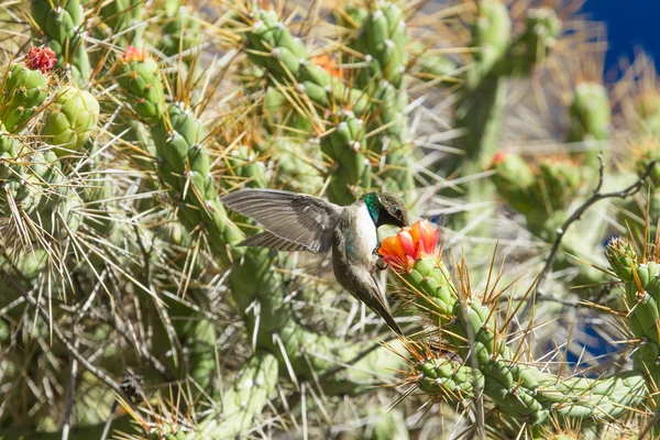 Hummingbird karmienia na kwiat — Zdjęcie stockowe