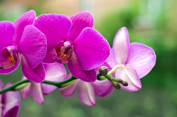 Vackra orkidé blommor — Stockfoto