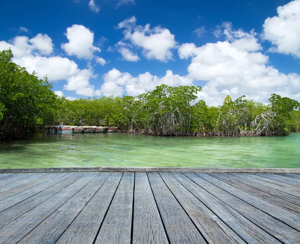 Drzewa mangrowe w Morze Karaibskie — Zdjęcie stockowe