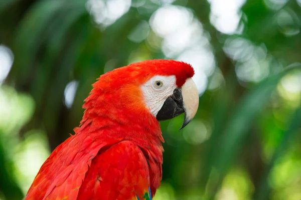Piękne papuga ptak — Zdjęcie stockowe