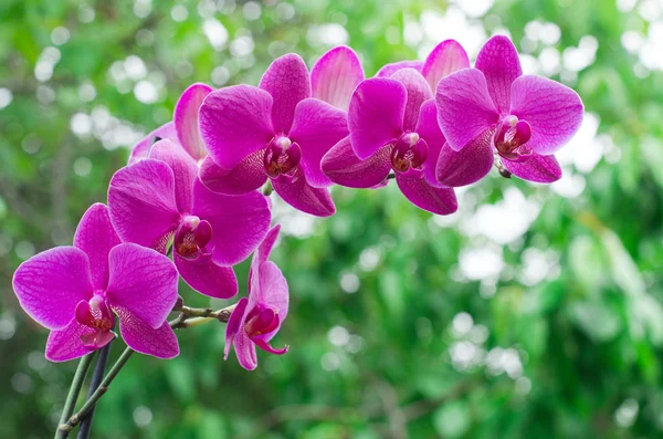 Růžové orchidej květiny — Stock fotografie