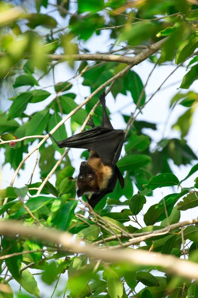 Murciélago colgando en rama de árbol — Foto de Stock