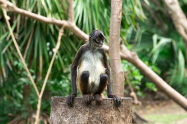 Bir ağaç örümcek maymun