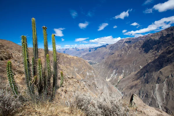 Canyon Colca di Peru — Stok Foto