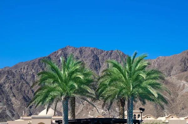 Palmeras verdes y edificios — Foto de Stock