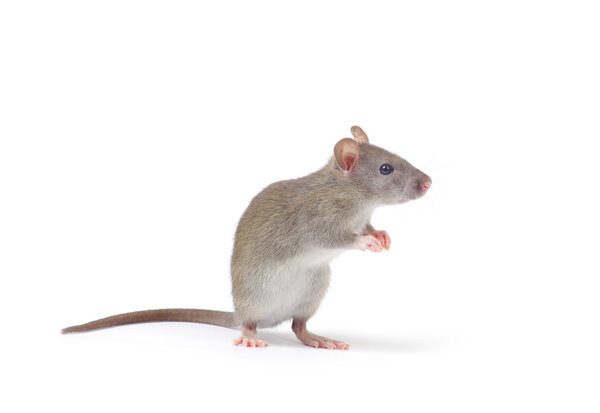 Little rat isolated on white 