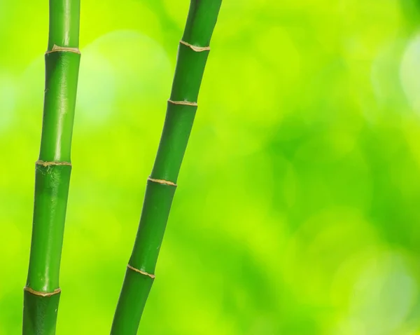 Zöld bambusz elszigetelt — Stock Fotó