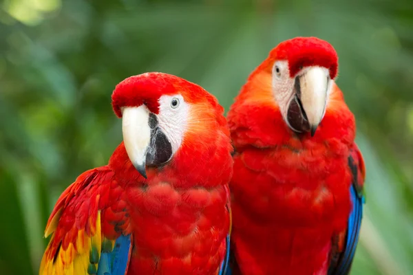 Twee kleurrijke papegaaien — Stockfoto