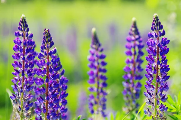 Hermosas flores violetas — Foto de Stock