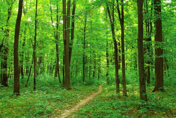 Beautiful green forest — Stock Photo, Image