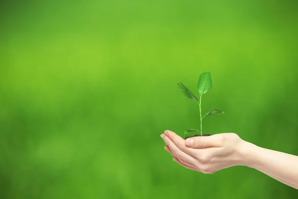 Hands holding green plant — Stock Photo, Image