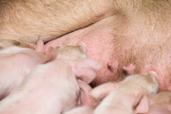 Porcos pequenos na fazenda — Fotografia de Stock