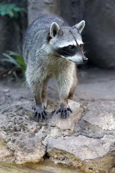Raccoon sitting and staring intently — Stock Photo, Image