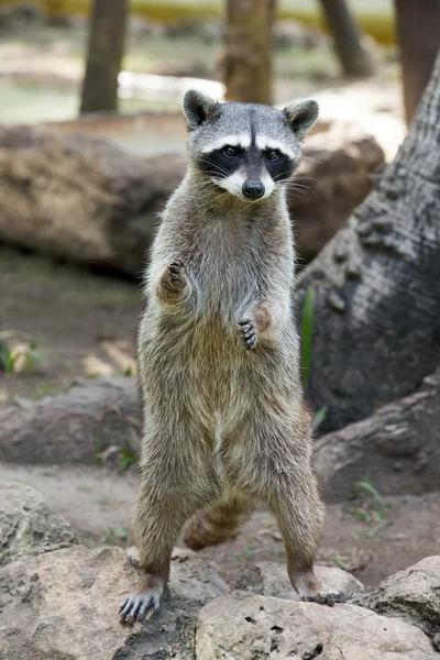 Raccoon sitting and staring intently — Stock Photo, Image